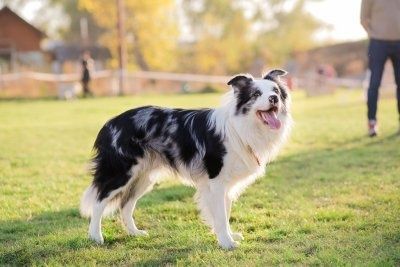 Бордер коллі  собаки