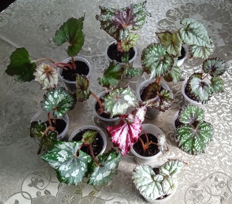 DS Карнавал Подарок Сказка Дольче Віта Чаликушу Merry Christmas Shamus