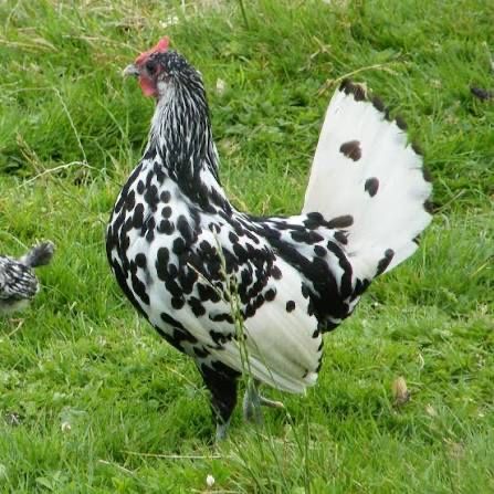 яйце інкубаційне  легорн далматинець промисловий