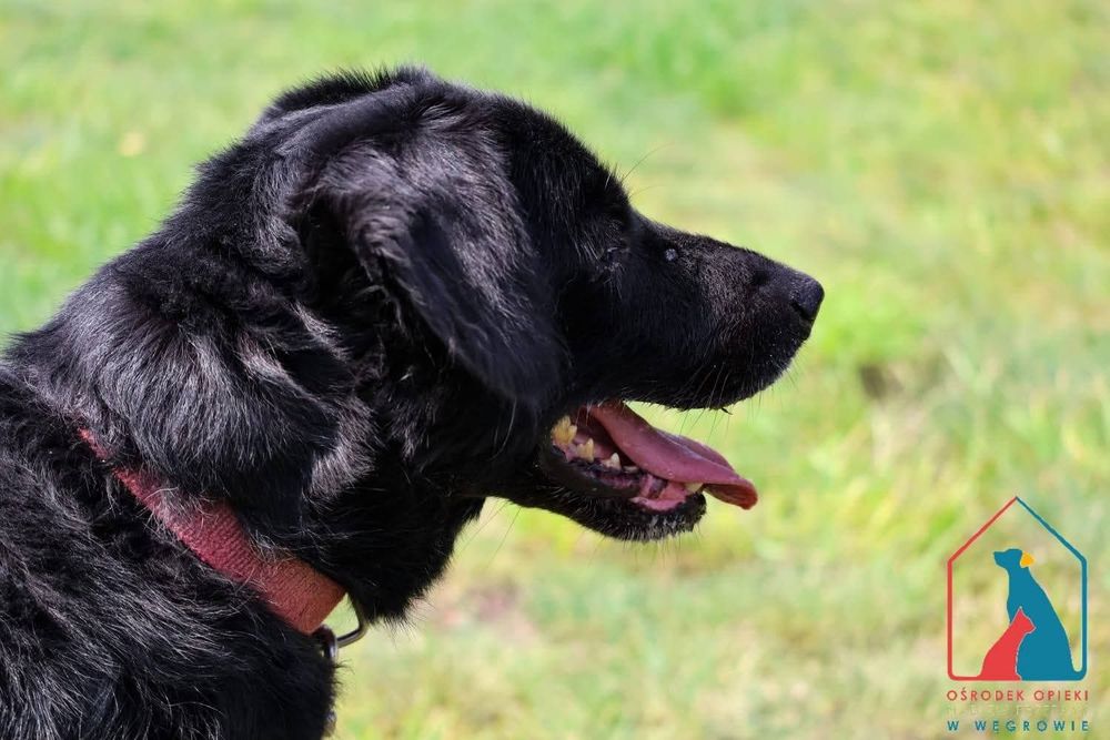 Tufi 195/24 - SZUKA DOMU!