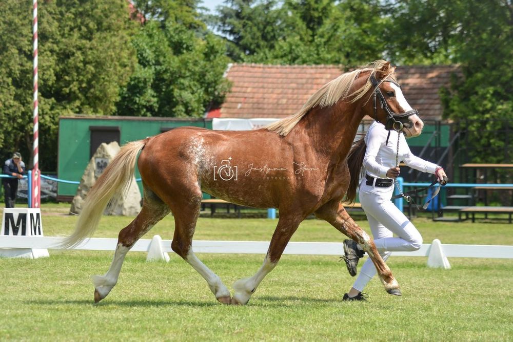 Piękny Kuc Walijski 135cm,spokojny,grzeczny