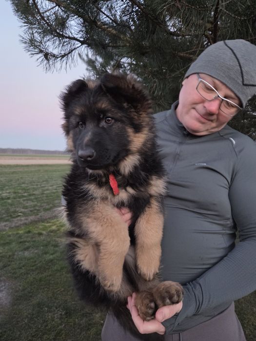 Sunia Owczarek Niemiecki ZHPR