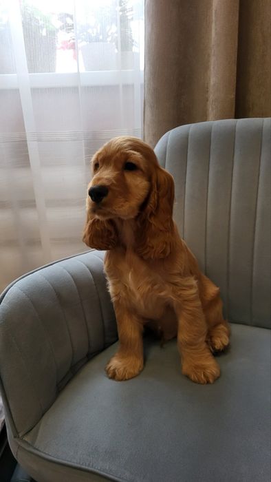 цуценята Кокер-спанієль! грайливі і люблючі)