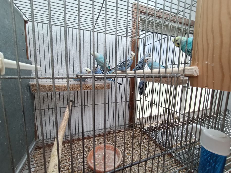 Tenho vários periquitos de poupa portadores de hagoromos