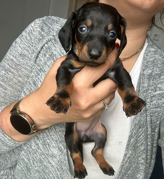 Jamnik krótkowłosy po miniaturce z rodowodem