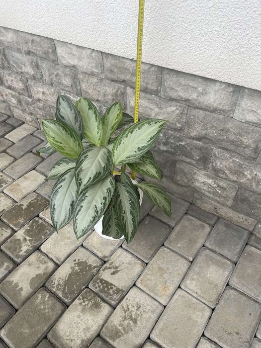 Аглаонема сільвер бей Квітка