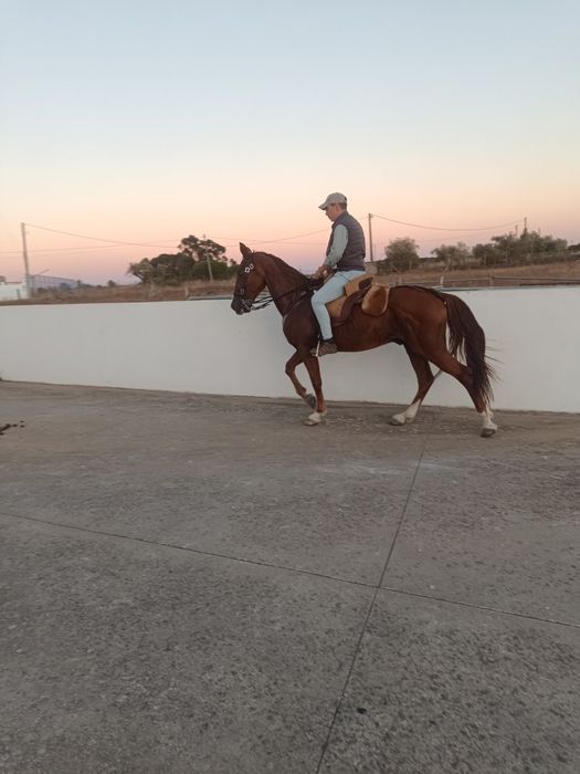 Cavalo com 12anos