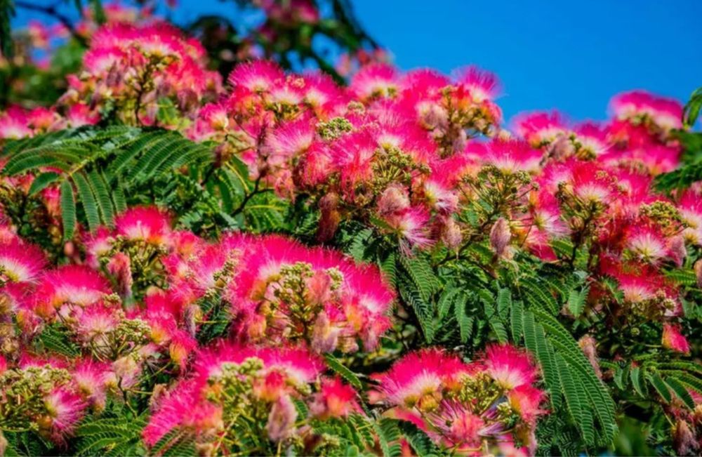 Albizia (arvore)