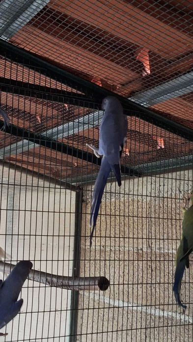 Ring necks varias mutações 2024 e 25