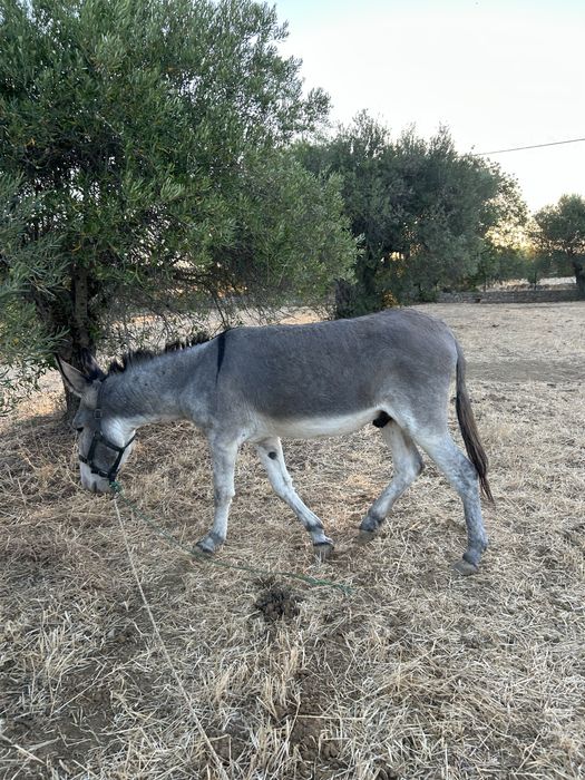 Vendo burro montado e engatado