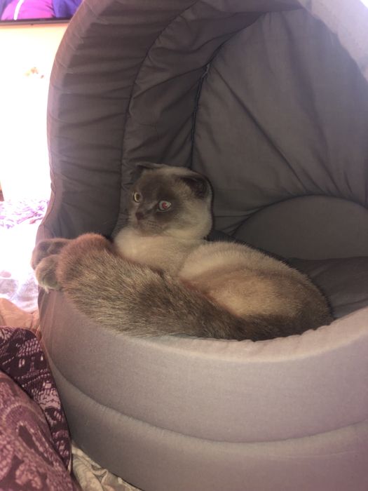 Шотландець глаткошестий вʼязка