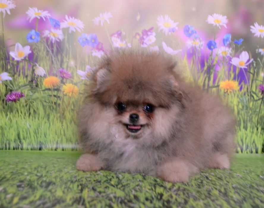 Елітний малюк міні померанського шпіца