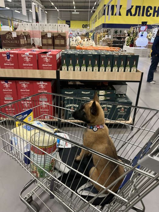 Щенки малінуа бельгійська вівчарка