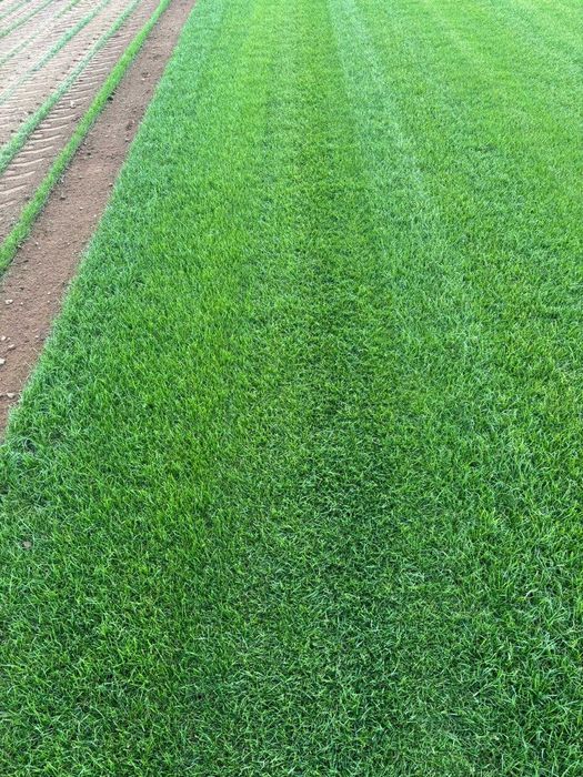 Trawa Z Rolki / PRODUCENT / Transport