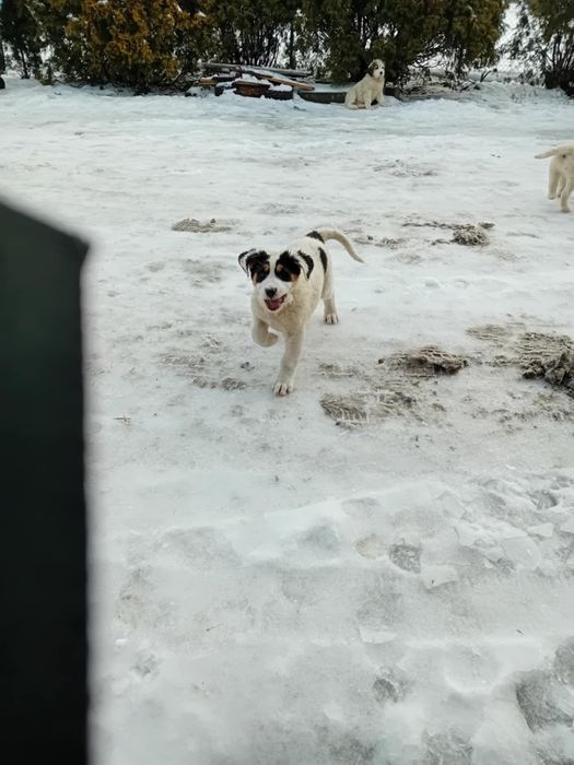 Sprzedam owczarki środkowo azjatyckie