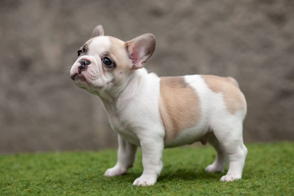Buldog francuski piesek