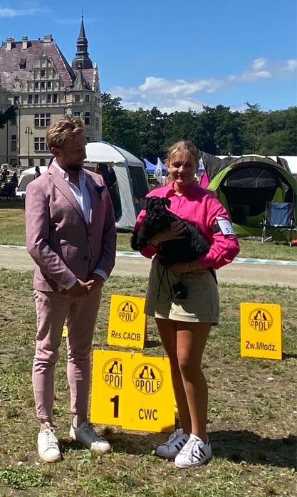 Sznaucer Miniaturowy FCI ZKwP gotowy do odbioru