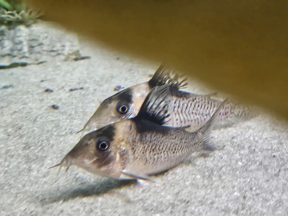 Kirysy Corydoras Burgessi