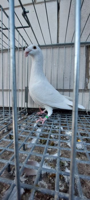 Gołębie rzeszowskie