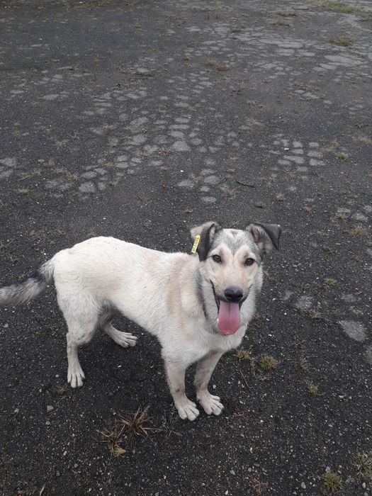 Віддаю в добрі руки