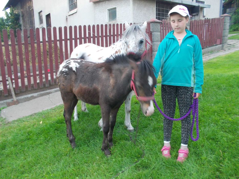 Kuc, źrebak tarantowaty