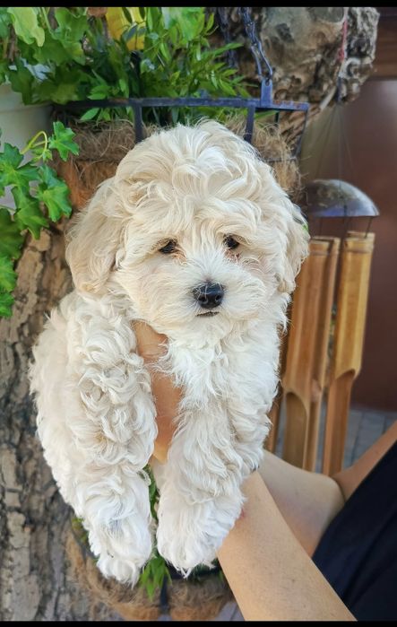Maltipoo chłopak 8 tyg