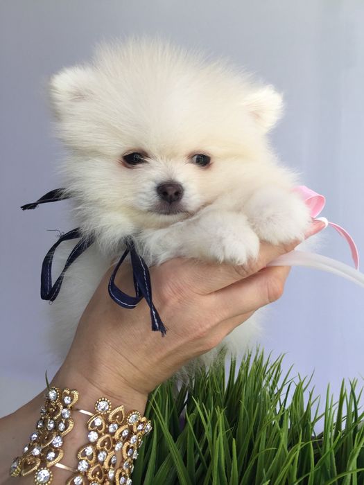 Неймовірні Шпіци VIP  Хлопчики та Дівчатка