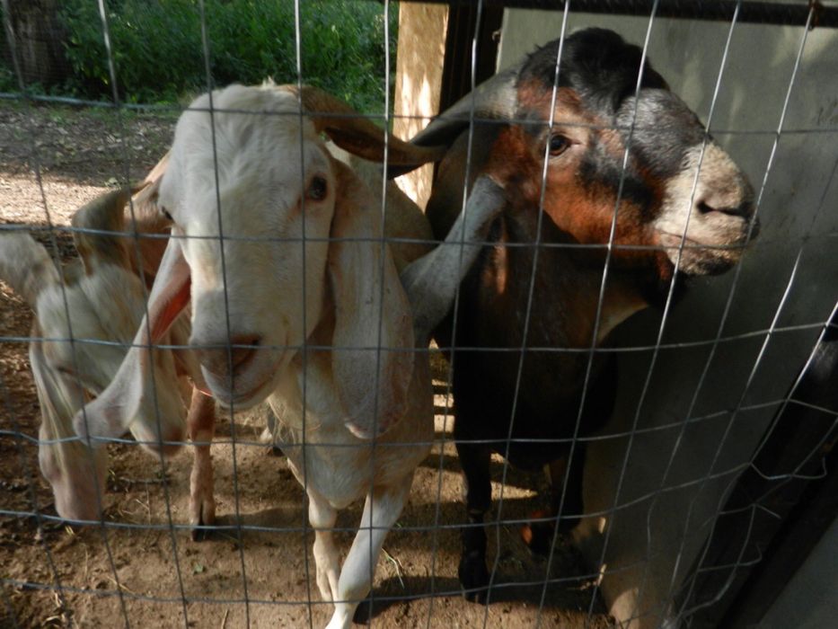 Козли англонубійські