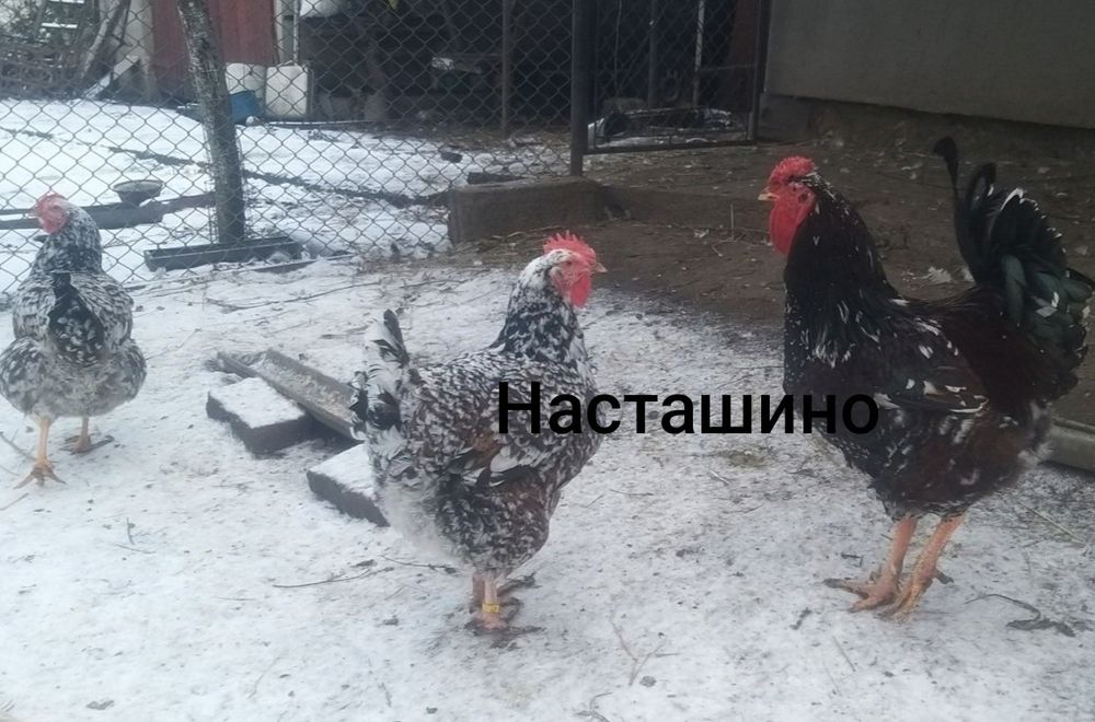 Лівенська ситцева, інкубаційне яйце, ія лівенської ситцевої