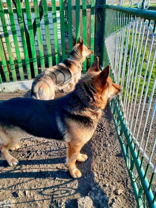 Цуценята німецької вівчарки