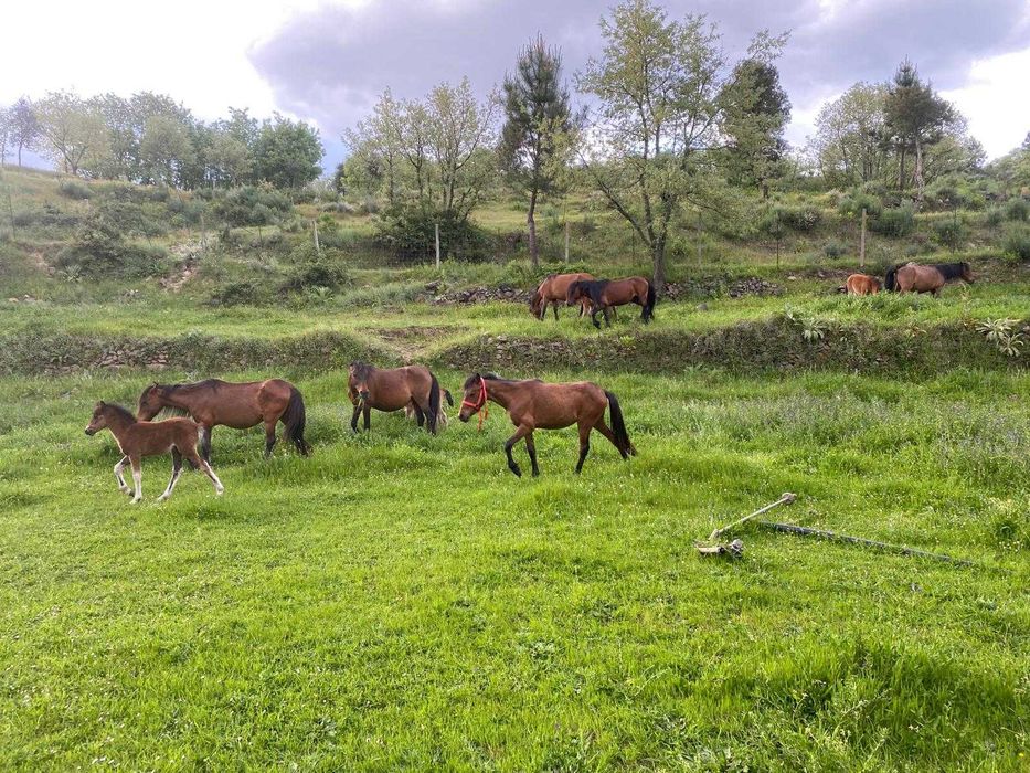 Arrenda-se casa de campo