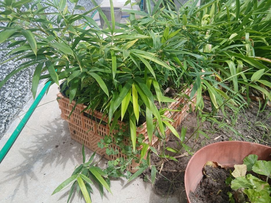 Rebentos de Bambu (Bamboo)