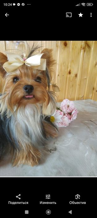 Сонечка які зігріють , вашу домівку