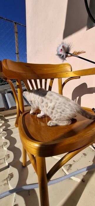 Бенгальський хлопчик