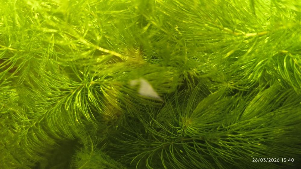 Planta aquário ceratophylium