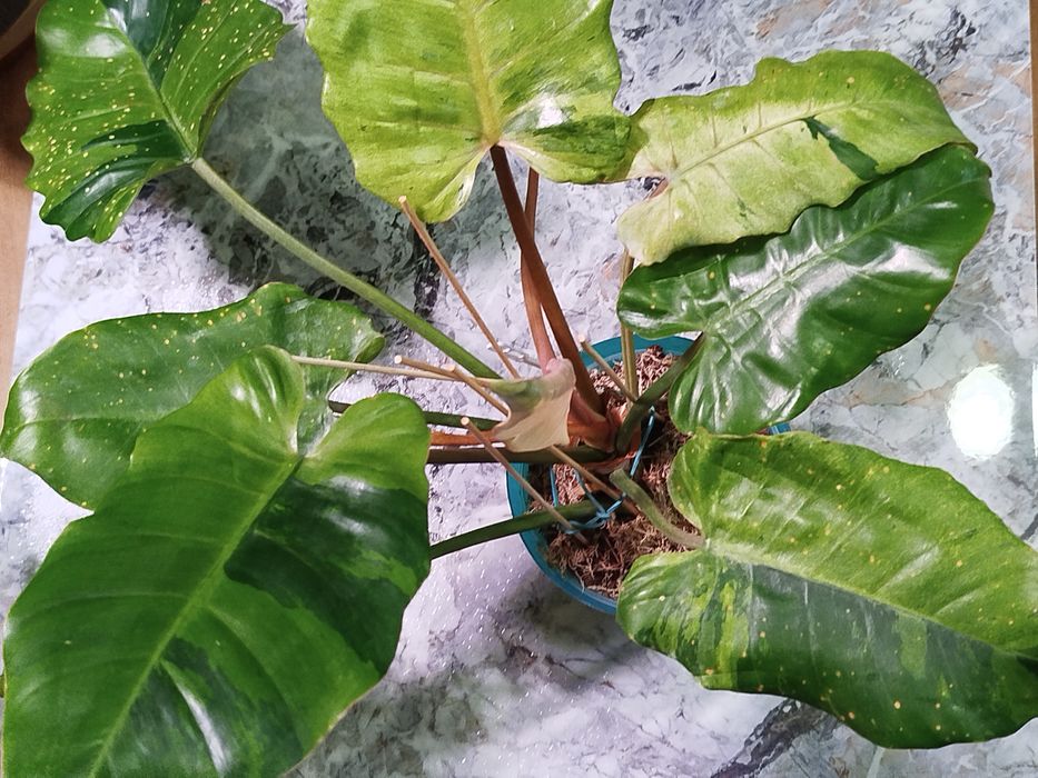 Філодендрон Джангл Февер,Монлайт, Сератум Голд, Карамель Мармелад,