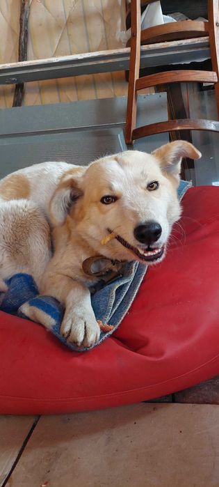 Метис лабрадора в добрые руки