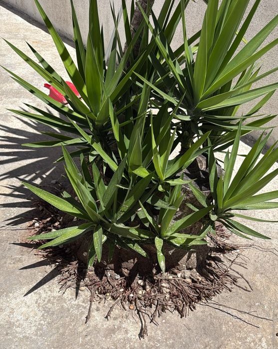 Plantas Yucca adultas, vários pés ou conjunto