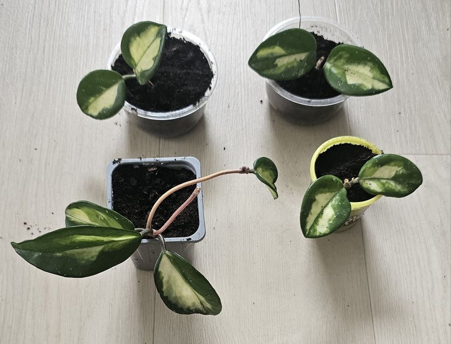 Hoja carnosa tricolor