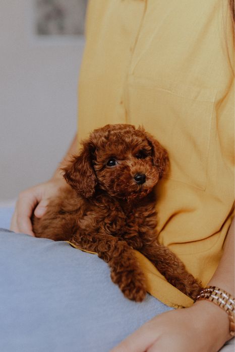 Poodle toy VIP red brown