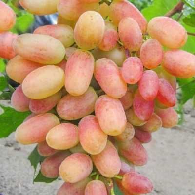 Продам саджанці винограду різних сортів