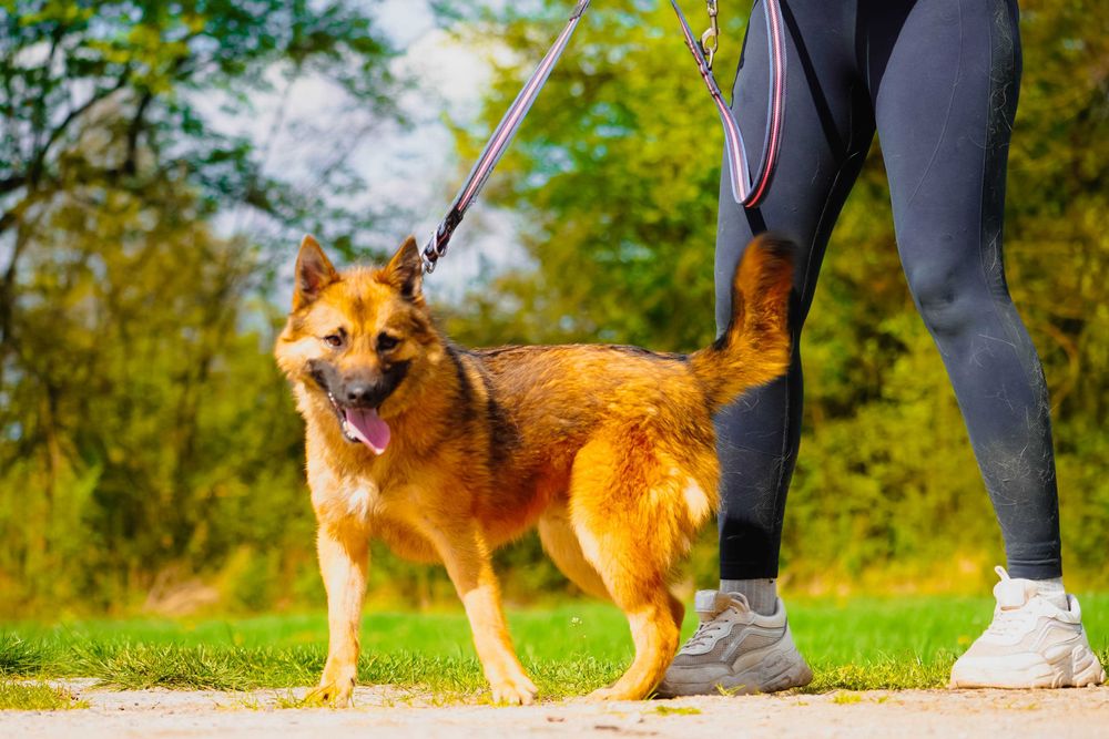 Dan - mega rewelacyjny pies