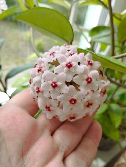 Hoya Carnosa доросла рослина
