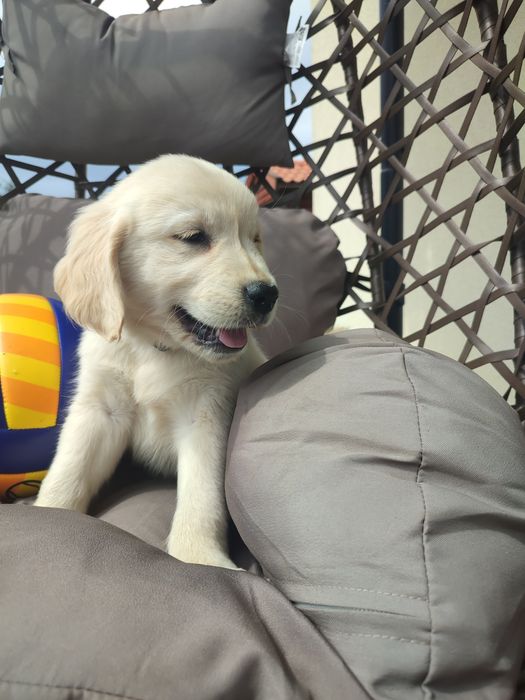 Golden retriever