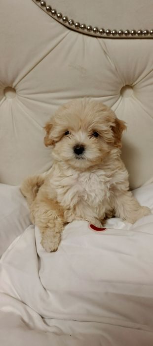 Милі дітки Мальтіпу