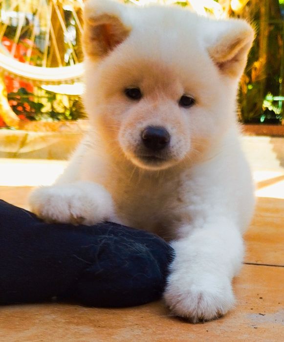 Akita inu japonês c/ lop