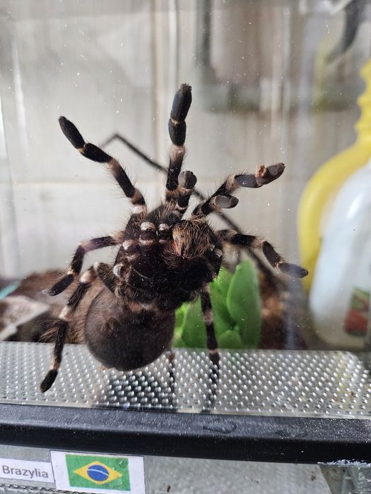 Acanthoscurria Geniculata