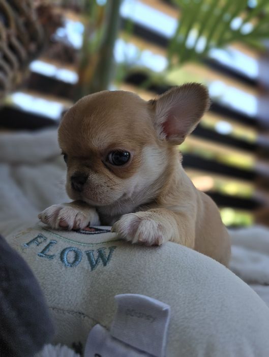 Chihuahua dziewczynka śliczna dostępna