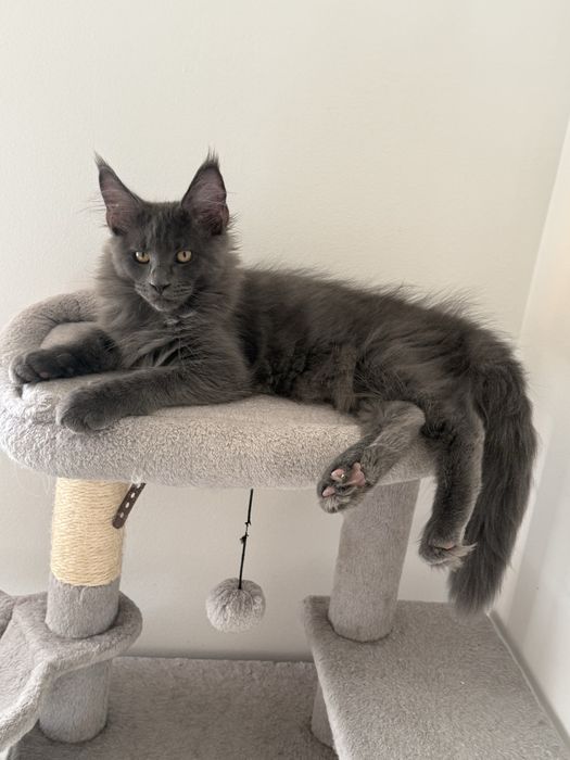 Gatinho Maine Coon