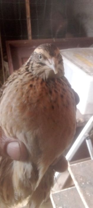 Tenho para ceder codornizes cumum codornizes da China e ovos das mesma